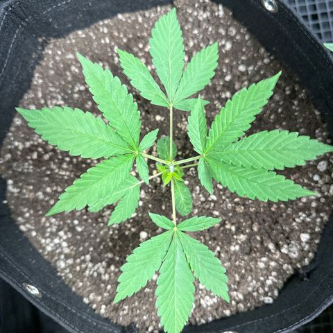 Genética X-2 growlog timeline photo