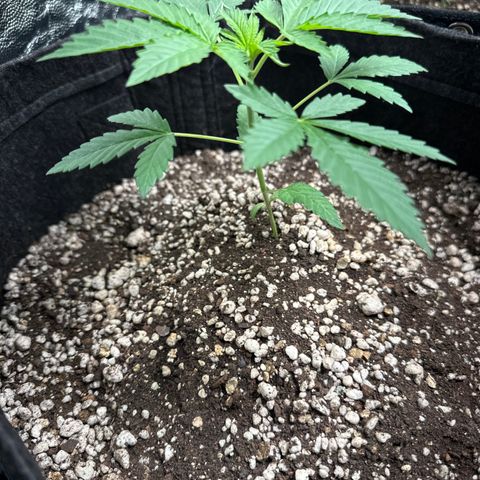 Strick Gorilla 4# growlog timeline photo