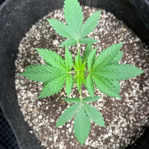 Strick Gorilla 4# growlog timeline photo