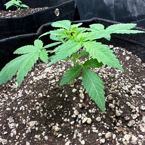 24k GOLD growlog timeline photo