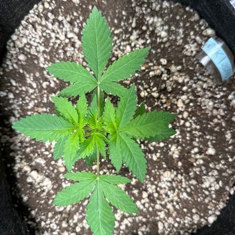 24k GOLD growlog timeline photo