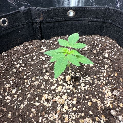 Violet Wedding Cake growlog timeline photo