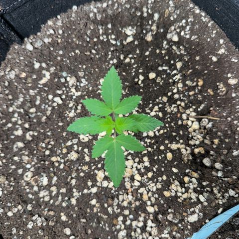 Violet Wedding Cake growlog timeline photo