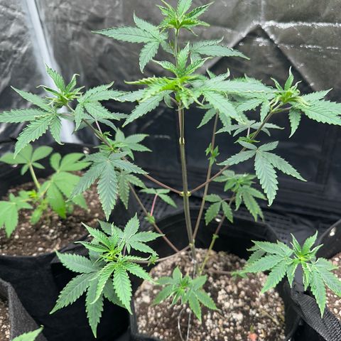 Apple Fritters growlog photo: Rega fertilizante 