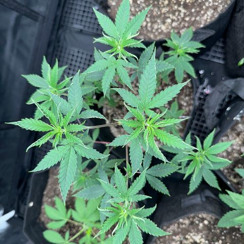 Apple Fritters growlog photo: Rega fertilizante 