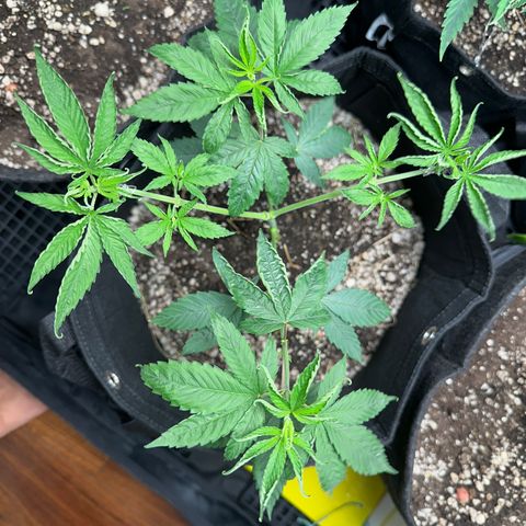 Genética X-1 growlog photo: Rega fertilizante 