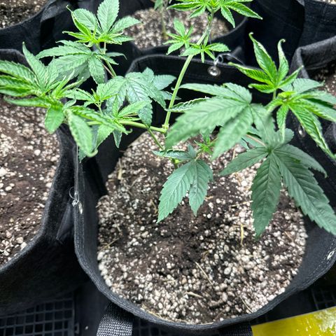 Genética X-1 growlog photo: Rega fertilizante 