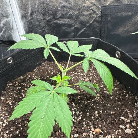 Genética X-2 growlog photo: Póda
Rega fertilizante 