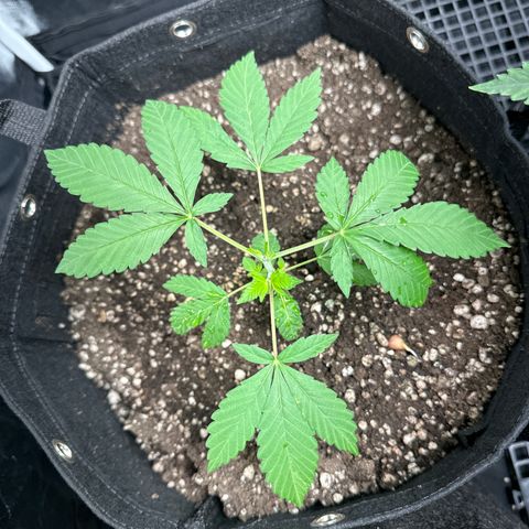 Genética X-2 growlog photo: Póda
Rega fertilizante 
