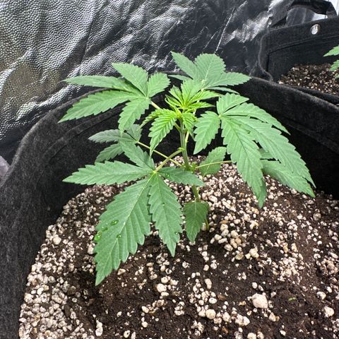 Strick Gorilla 4# growlog photo: Rega fertilizante 
