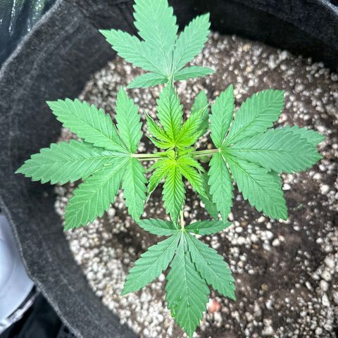 Strick Gorilla 4# growlog photo: Rega fertilizante 