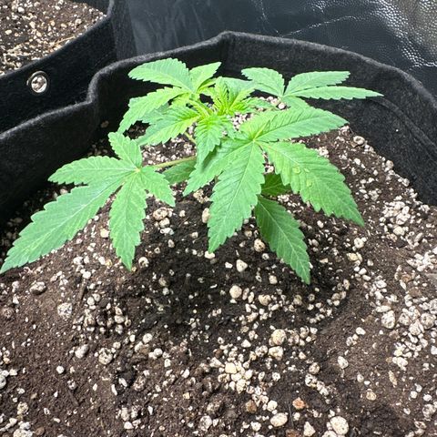 24k GOLD growlog photo: Rega fertilizante 
