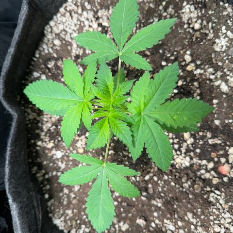 24k GOLD growlog photo: Rega fertilizante 