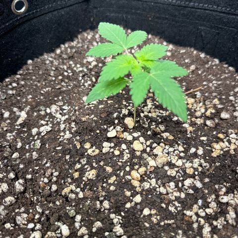 Violet Wedding Cake growlog photo: Rega fertilizante 