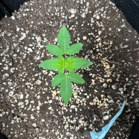 Violet Wedding Cake growlog photo: Rega fertilizante 