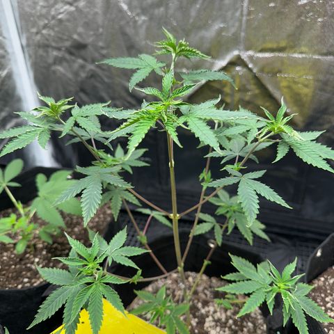Apple Fritters growlog timeline photo