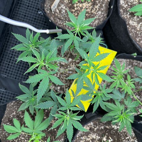 Apple Fritters growlog timeline photo
