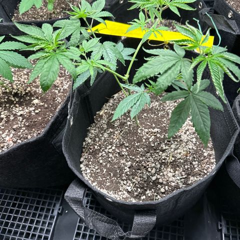Genética X-1 growlog timeline photo