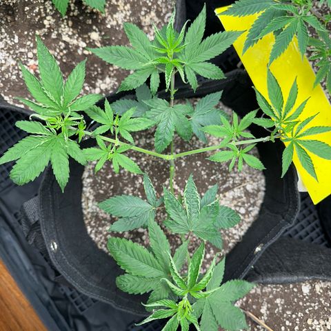 Genética X-1 growlog timeline photo