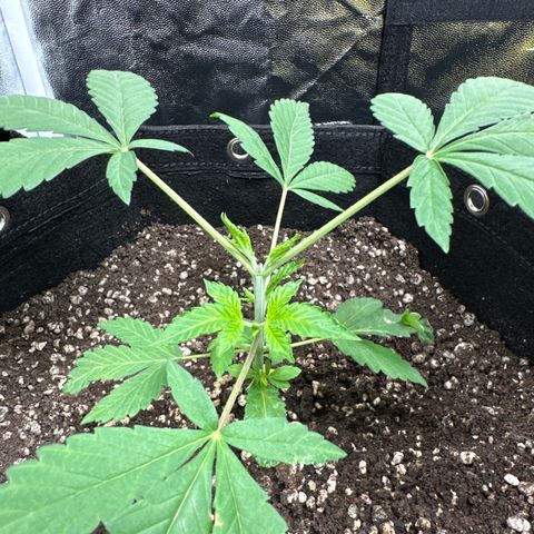 Genética X-2 growlog timeline photo