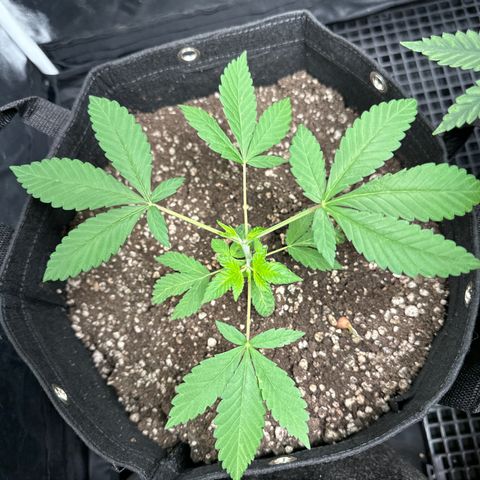 Genética X-2 growlog timeline photo