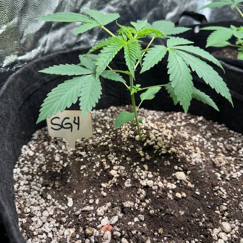Strick Gorilla 4# growlog timeline photo