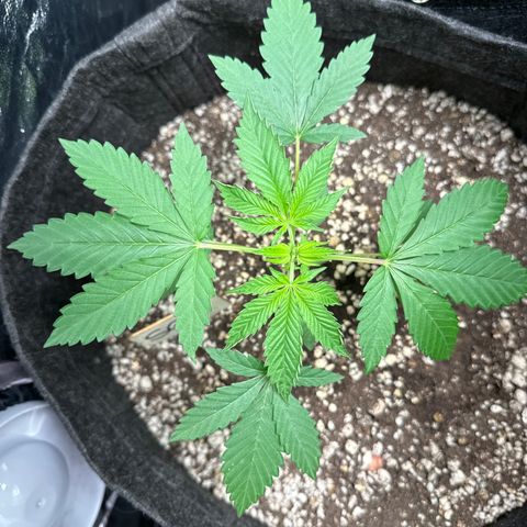 Strick Gorilla 4# growlog timeline photo