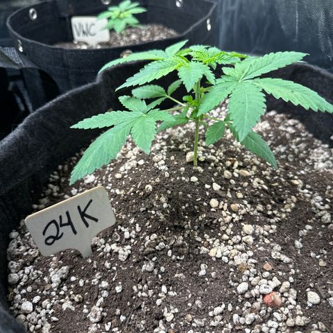 24k GOLD growlog timeline photo