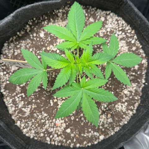 24k GOLD growlog timeline photo