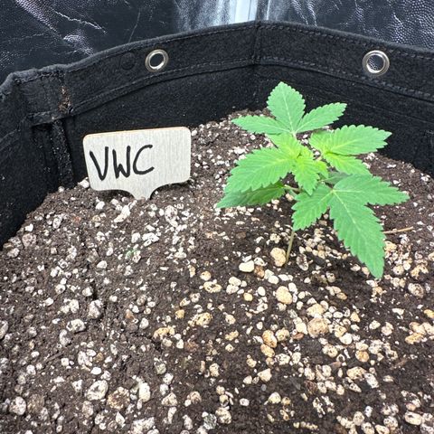 Violet Wedding Cake growlog timeline photo