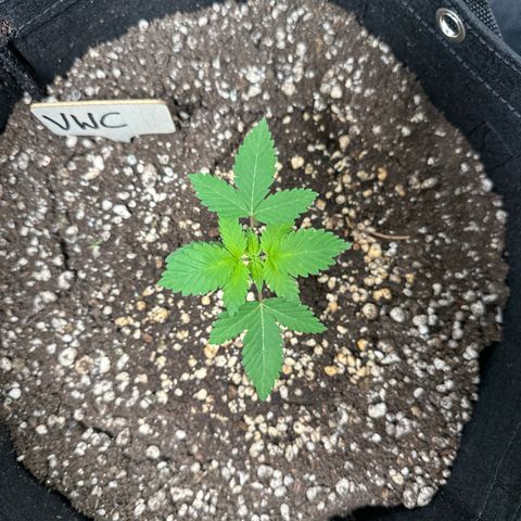 Violet Wedding Cake growlog timeline photo