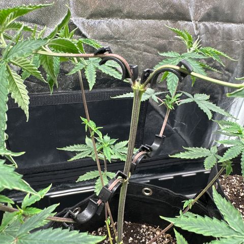 Apple Fritters growlog timeline photo
