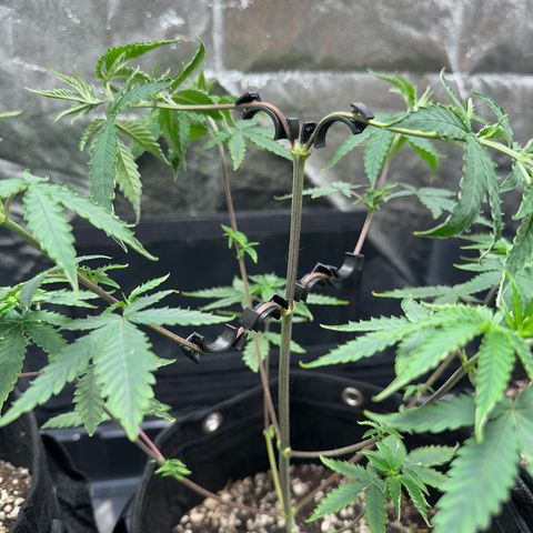Apple Fritters growlog timeline photo