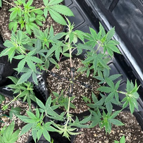 Apple Fritters growlog timeline photo