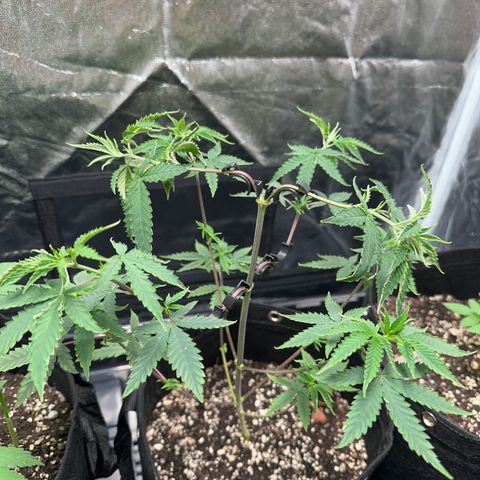Apple Fritters growlog timeline photo
