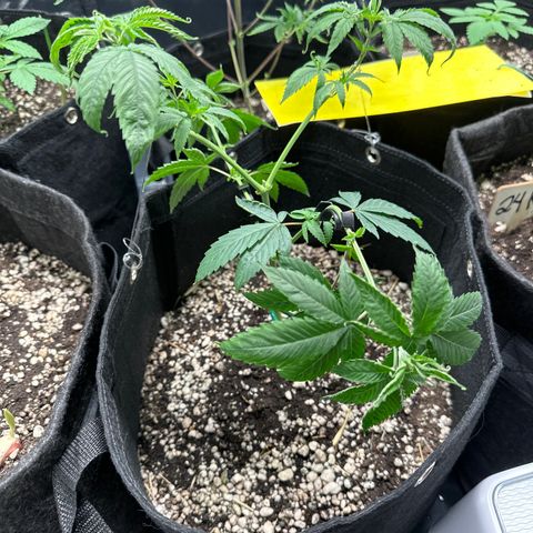 Genética X-1 growlog timeline photo