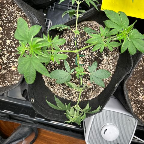 Genética X-1 growlog timeline photo