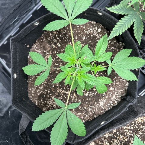 Genética X-2 growlog timeline photo