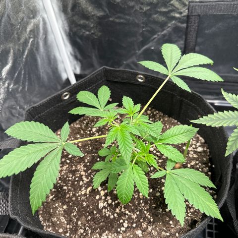 Genética X-2 growlog timeline photo