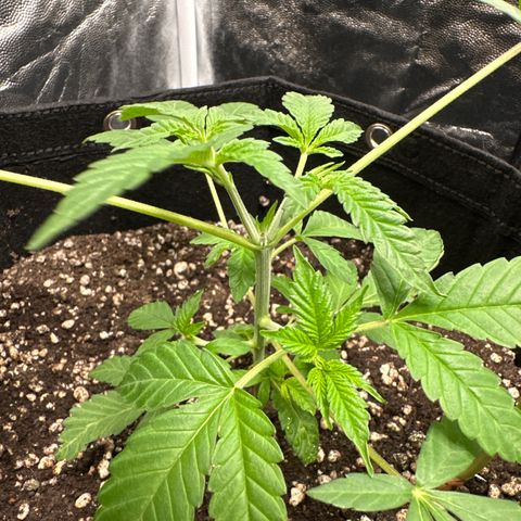 Genética X-2 growlog timeline photo