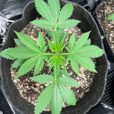 Strick Gorilla 4# growlog timeline photo
