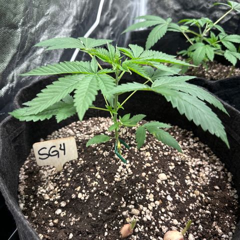 Strick Gorilla 4# growlog timeline photo