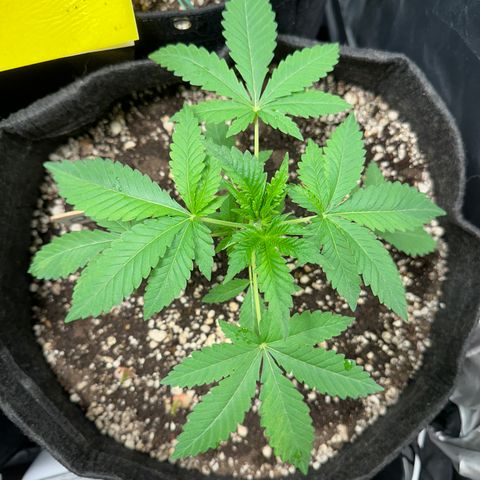 24k GOLD growlog timeline photo