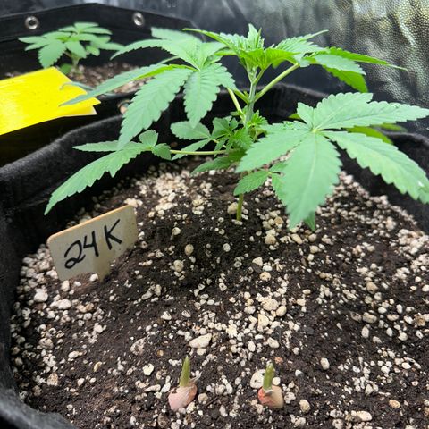 24k GOLD growlog timeline photo