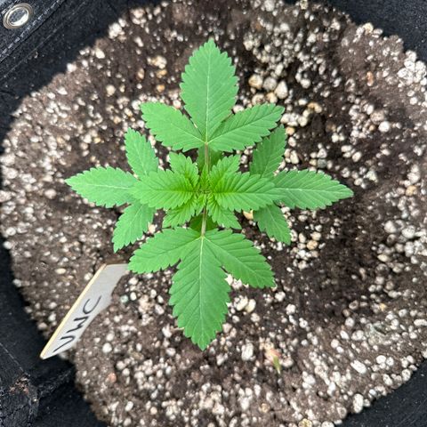 Violet Wedding Cake growlog timeline photo