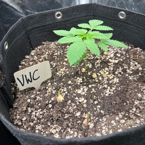 Violet Wedding Cake growlog timeline photo