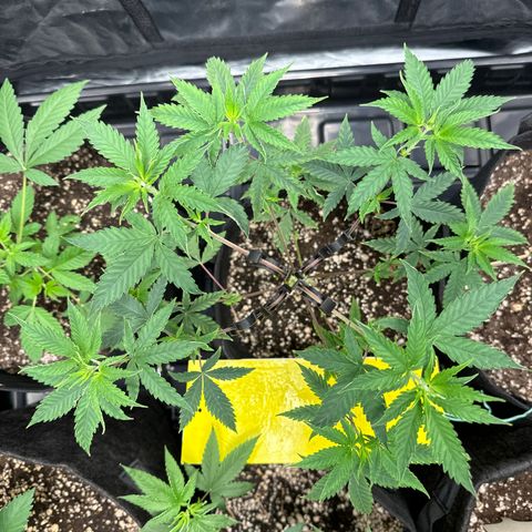 Apple Fritters growlog timeline photo