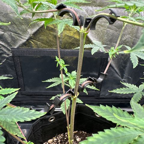 Apple Fritters growlog timeline photo