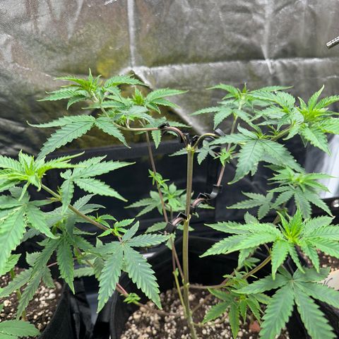 Apple Fritters growlog timeline photo