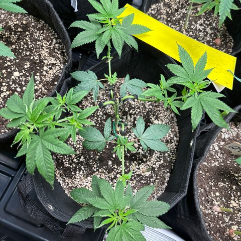 Genética X-1 growlog timeline photo